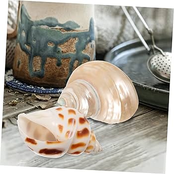 Amazon.co.jp: 8個 天然 巻貝 貝殻 工芸品用 小 貝殻 海 貝殻